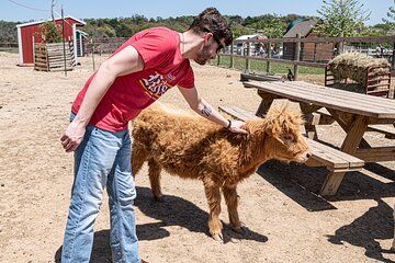 Fredericksburg Cow Cuddling