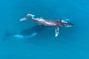 Noosa Whale Watching Tours
