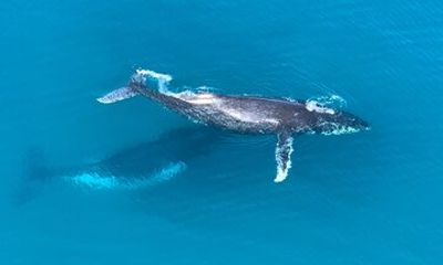 Noosa Whale Watching Tours