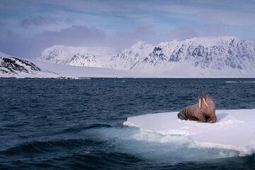 Svalbard Summer Micro Cruise Private 8 Day Tour