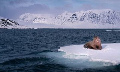 Svalbard Summer Micro Cruise Private 8 Day Tour