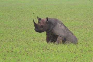 4 Days Private Arusha Safari Tour