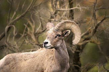 The Premier Naturalist Tours in Tucson and Saguaro National Park