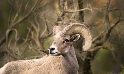 The Premier Naturalist Tours in Phoenix and Tucson