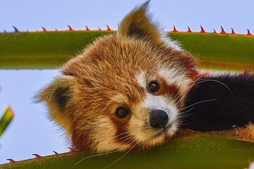 Selwo Aventura Estepona Admission Ticket