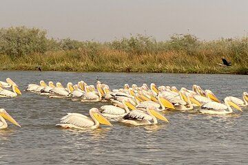 2-Days Thies, St Louis and Djoudj Park or “Langue de Barbarie" Safari from Dakar