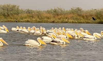 2-Days Thies, St Louis and Djoudj Park or “Langue de Barbarie" Safari from Dakar