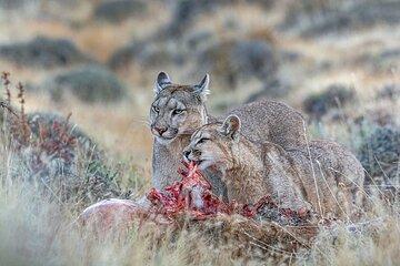 Pumas sighting in Torres del Paine National Park