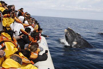 Only Whales in Puerto Madryn Full Day Tour Regular