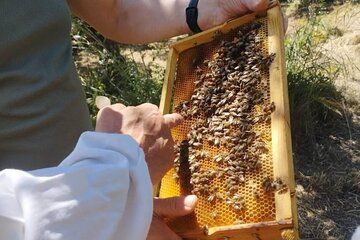 Zakynthos Bee Kingdom Experience