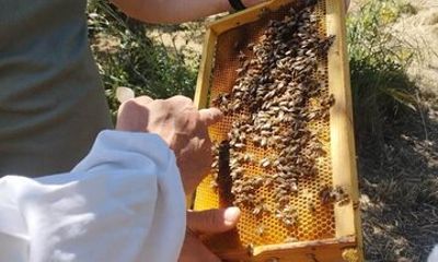 Zakynthos Bee Kingdom Experience