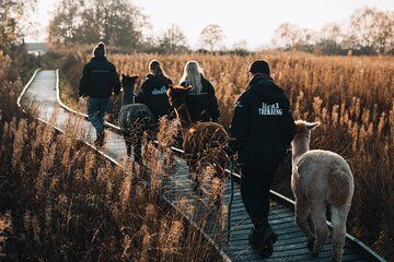 Alpaca Trekking Experience at Wetley Moor Common