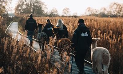 Alpaca & Donkey Trekking Experience at Wetley Moor Common