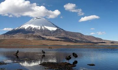 Chungará Lake & Lauca Park Tour from Arica with Lunch