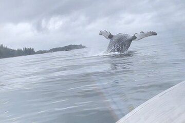 Whale watching and wildlife viewing