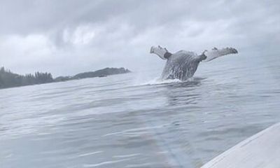 Whale Watching and Wildlife Viewing