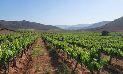 Private South Vineyards Premium Tour – Tastings & Lunch Included