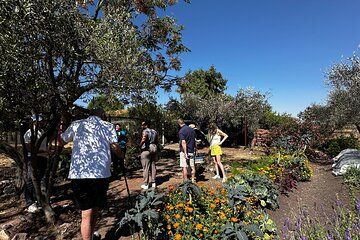 Farm to Table Cooking Experience in San Miguel