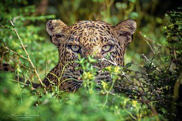 Mirissa/Galle/Tangalle to Suttle Ella in Yala/Udawalawe Safari