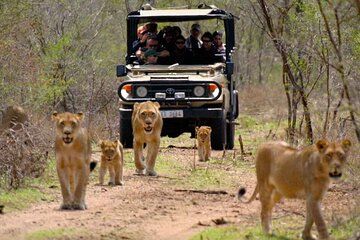 Half Day Safari from Richards Bay to Hluhluwe–Imfolozi Park