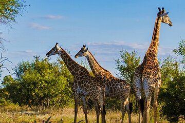 Port Elizabeth to Cape Town 4 Day Garden Route Safari Adventure