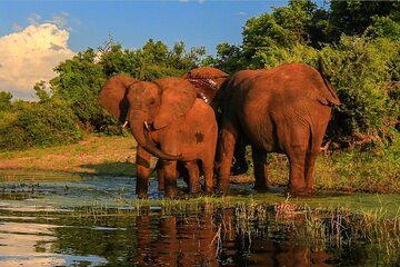 Half-Day Safari Hluhluwe–iMfolozi Game Reserve from Richards Bay