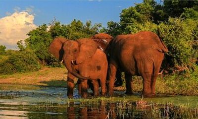 Half-Day Safari Hluhluwe–iMfolozi Game Reserve from Richards Bay
