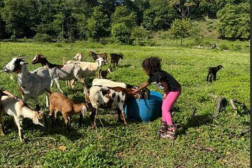 Jamaican Farm Life, Local Beach Experience - Family Friendly