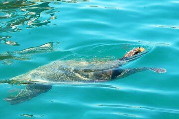 Private Tour of Zakynthos with Coastlines and Culture