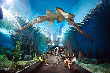 Pattaya Underwater World Aquarium with Private Transfer