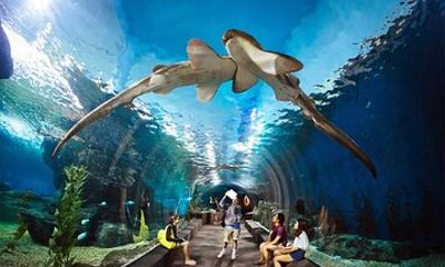 Pattaya Underwater World Aquarium with Private Transfer