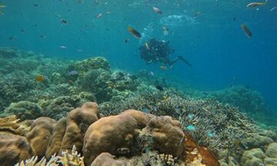 Boat Diving at Juvis