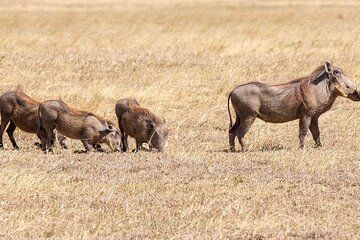 Game Drive and White Rhino Walk Tracking