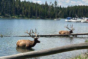 Upper Loop: Lamar Safari from Bozeman | PRIVATE, Burrito + Lunch