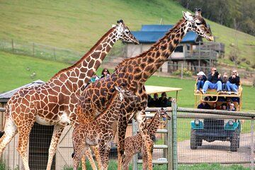 Classic Safari Adventure at Safari West