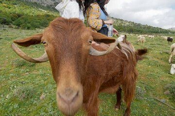 Private Jeep Tour to Viannos Omalos Forest and Myrtos Beach