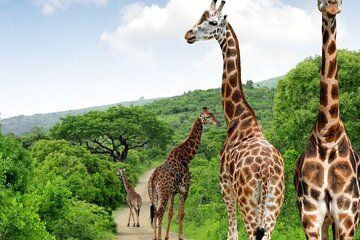 Durban Tala Game Reserve and Phezulu Safari Small Group Safari