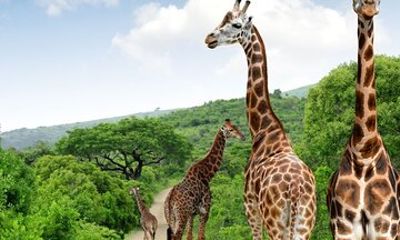 Durban Tala Game Reserve and Phezulu Safari Small Group Safari
