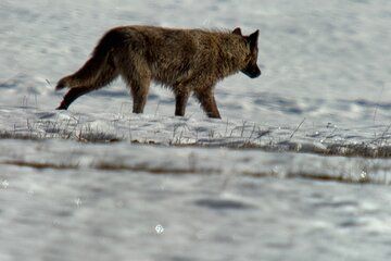 Bozeman Winter Wildlife Safari, Lamar Valley, Burrito and Lunch