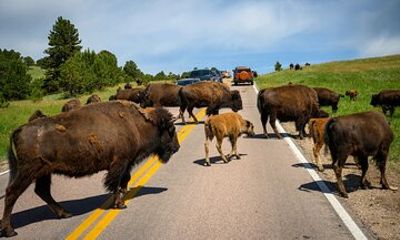 Discover Custer State Park A Self Guided Audio Driving Tour