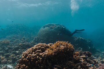 8-Day Luxury Liveaboard Diving Safari – Red Sea, Egypt 26 Guests