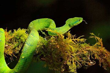 Night Walk Adventure at the Cloud Forest