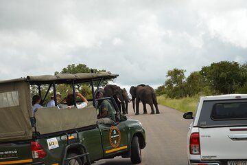 Full Day Pilanesberg Safari from Johannesburg