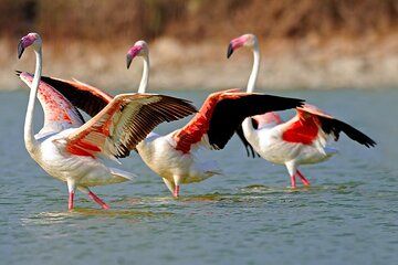 Trinidad and Tobago Flamingos, Scarlet Ibis Tour