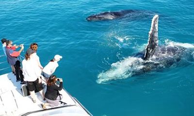 Whale Watching Sunset Cruise from Broome