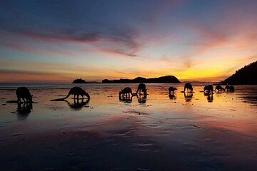 Eco Wildlife Two-Day Tour – Platypus & Kangaroos