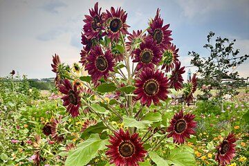 Sip Like a Local Private Wine Tours by Native Experts