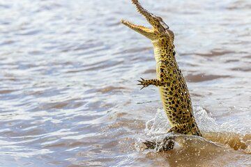 Croc Country Safari - Jumping Crocs Transfer