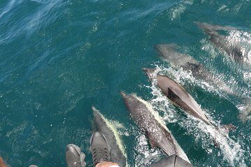 Viewing DE Dolphins EN Gibraltar from the Costa Cadiz