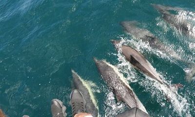 Viewing DE Dolphins EN Gibraltar from the Costa Cadiz